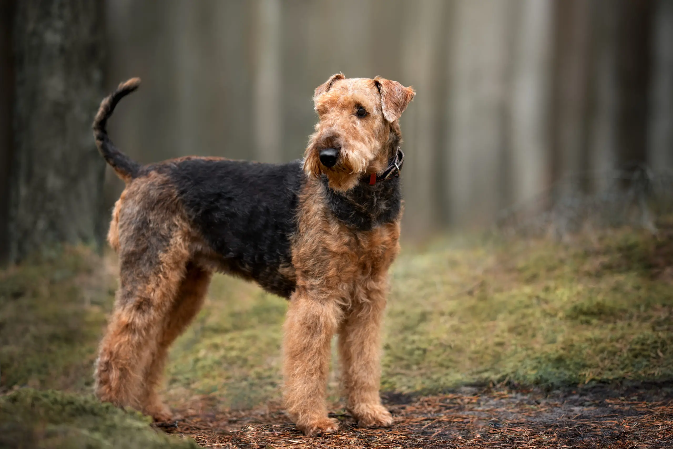 Hunting Dog Profile: The Foxy, Versatile Airedale Terrier