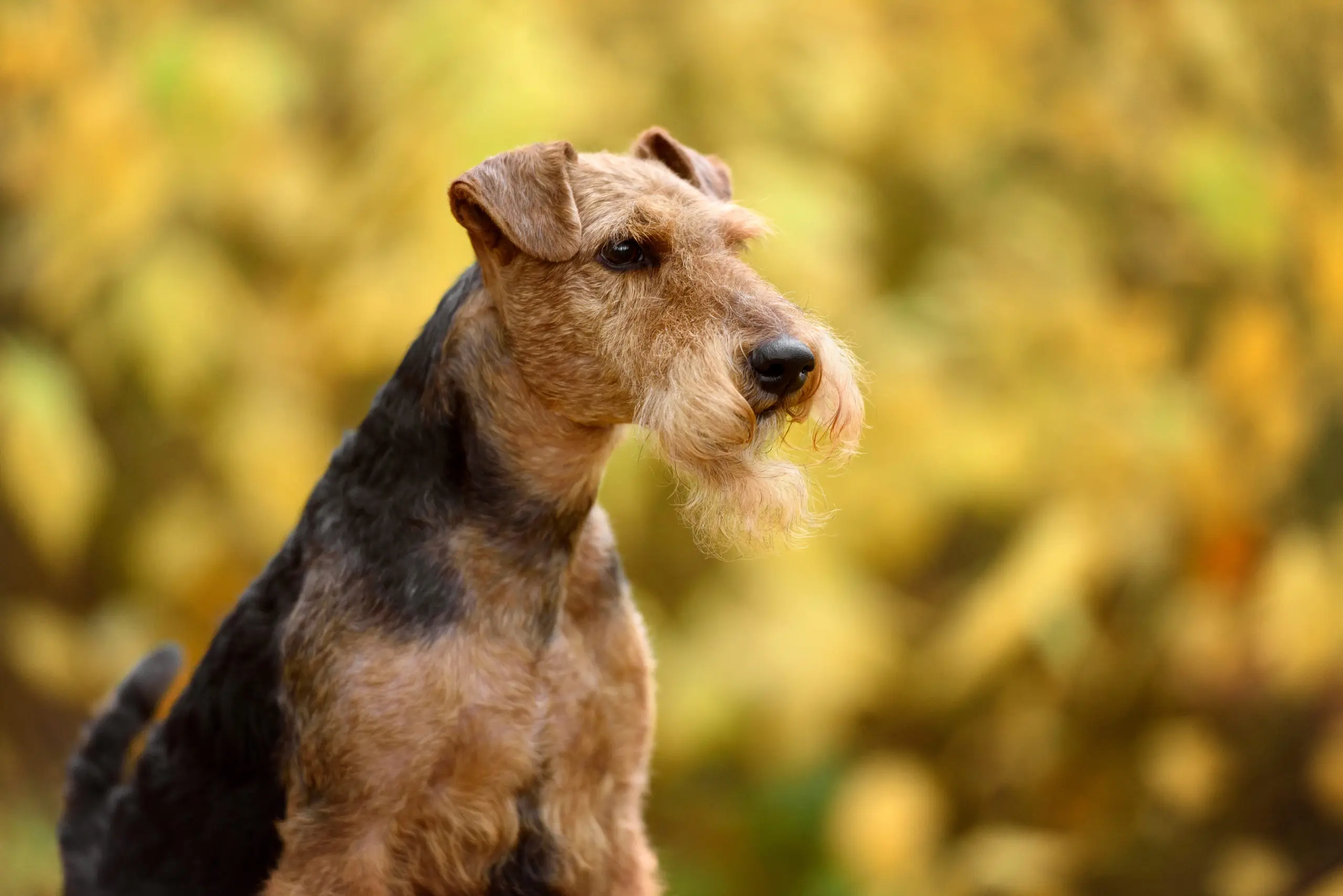 Airedale Terrier Hunting Dog 