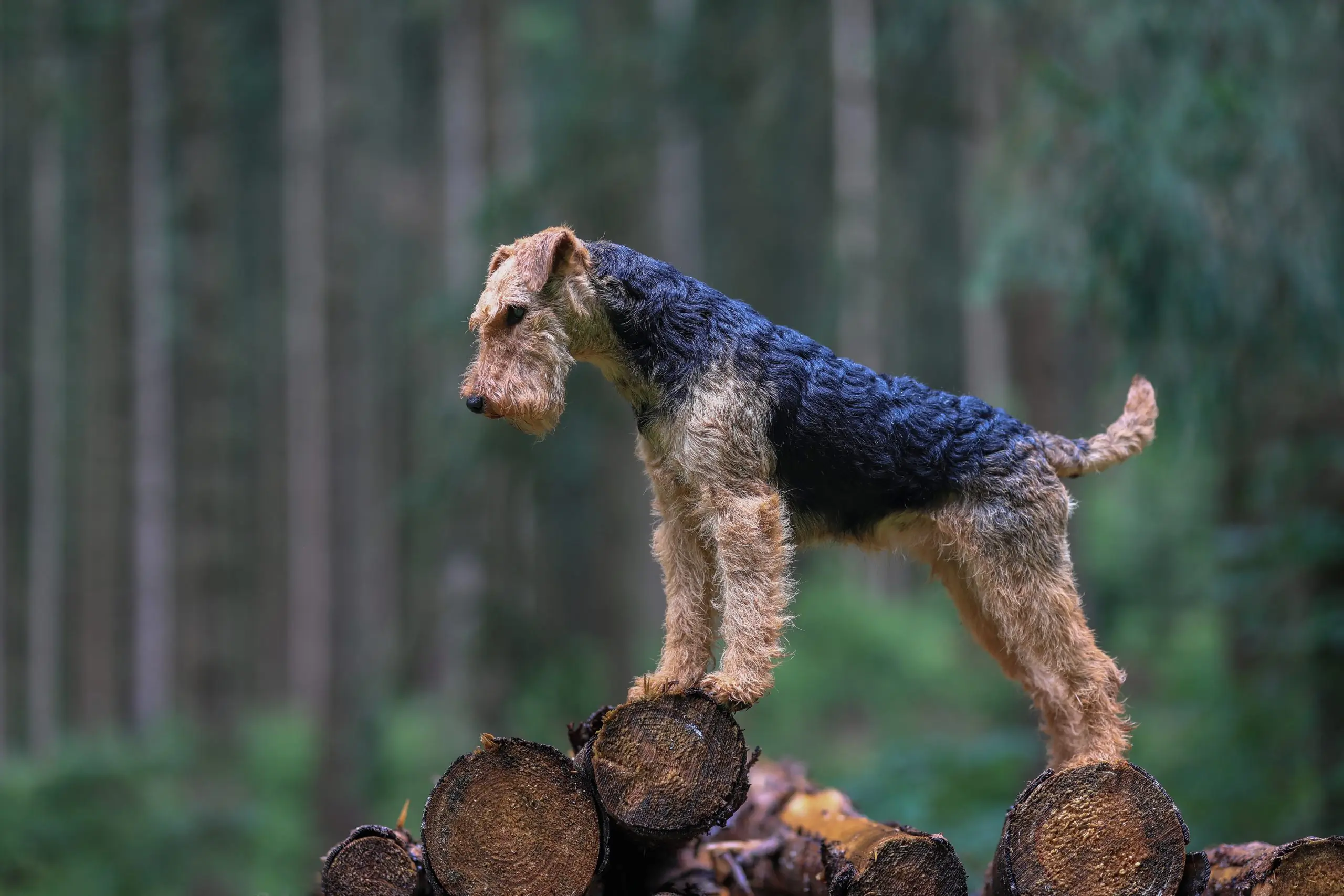 The Airedale Terrier: A Guide for Prospective Owners - Vet Verified, image size:2560x1707