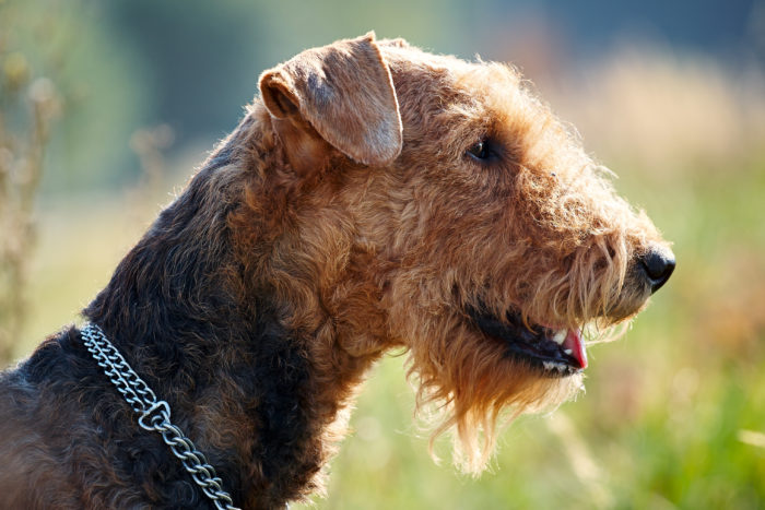 Hunting Dog Profile of the Airedale Terrier