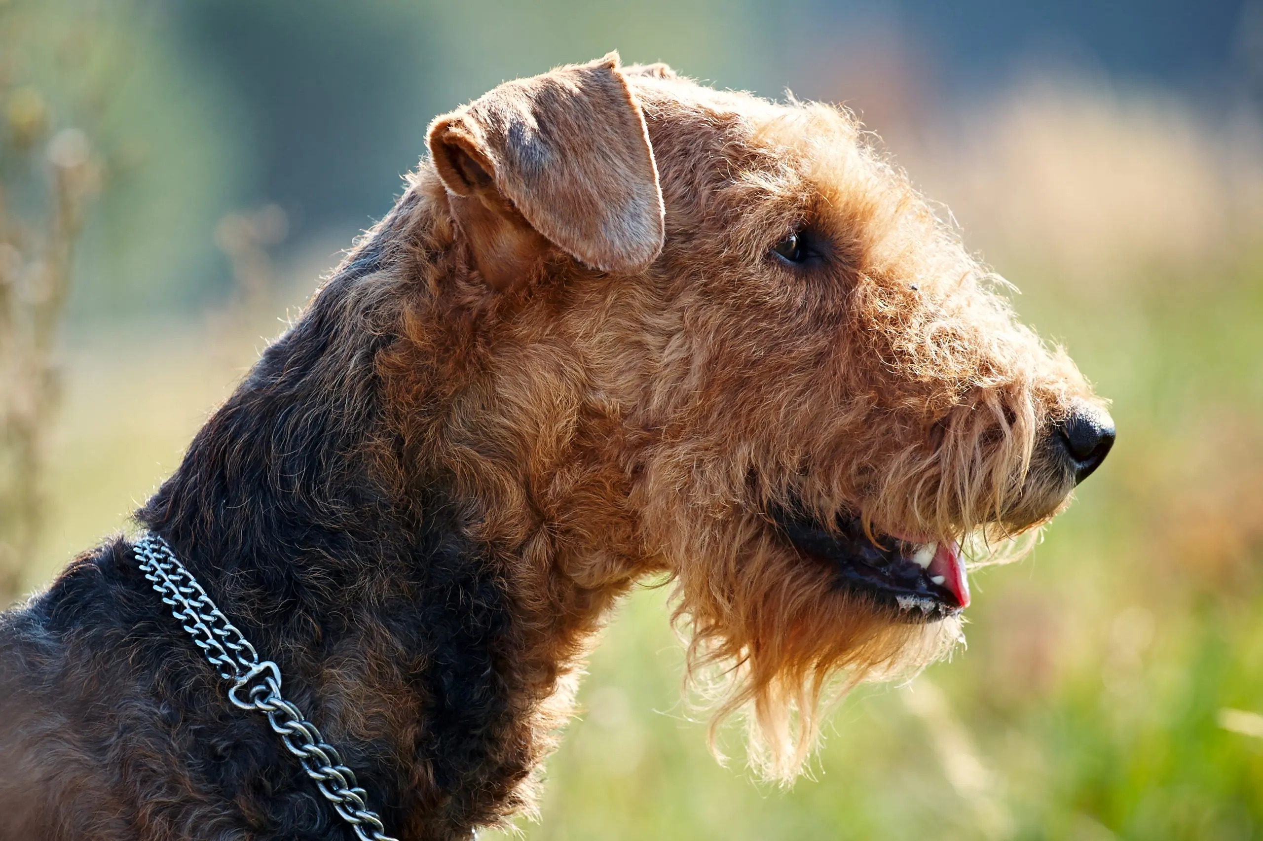 Hunting Dog Profile of the Airedale Terrier