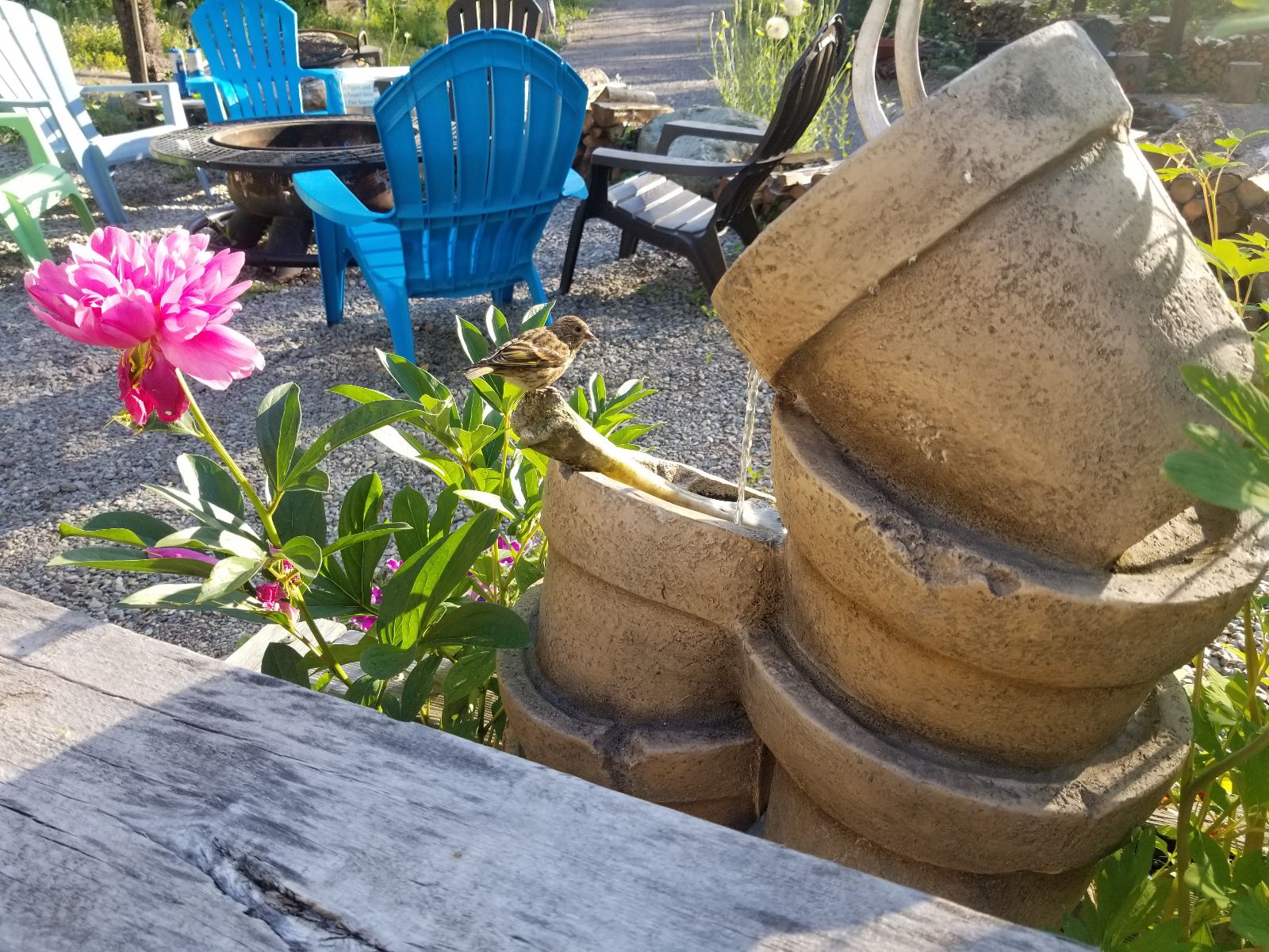 A photo of the water feature at Mooseshroom Hipcamp spot in Montana with a blooming flower and a bird with the firepit in the background.