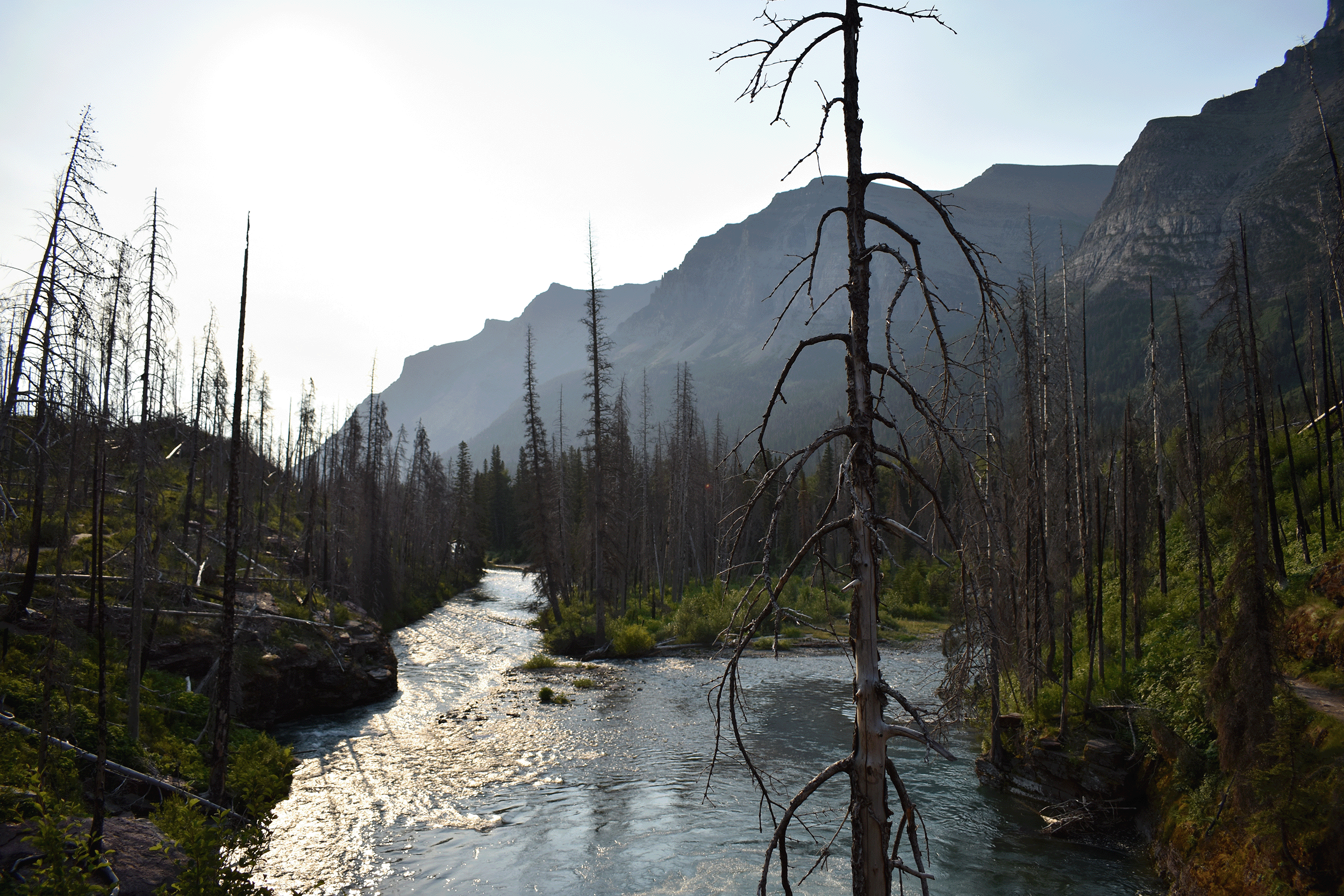 A river in Glacier National Park surrounded by burned trees.