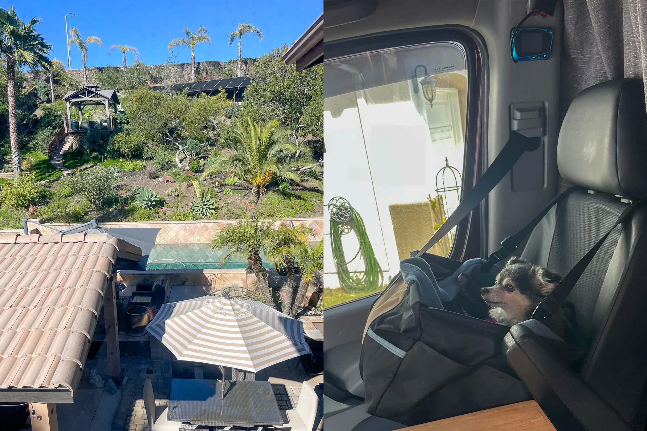 Lush home backyard on left, dog riding in van passenger seat on right.