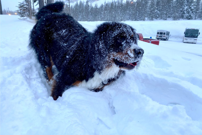 A dog playing in the snow