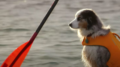 Totally Wholesome Take on How to Adventure With Your Dog (in Subpar Weather)