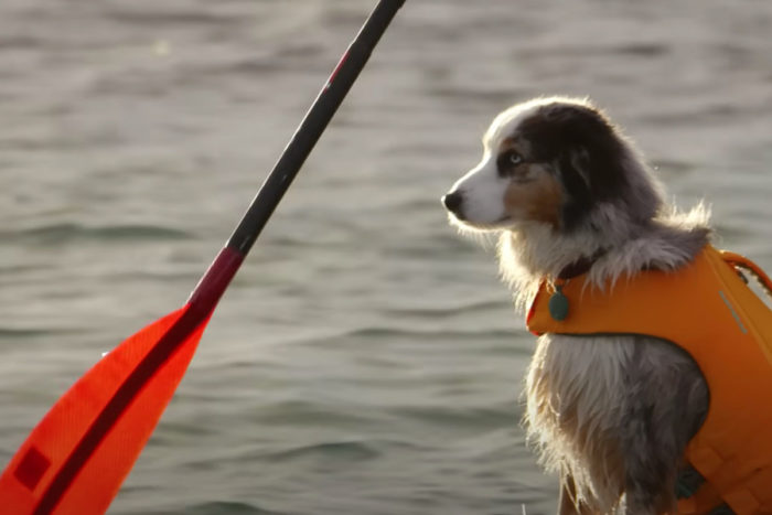 doggie on a paddleboard