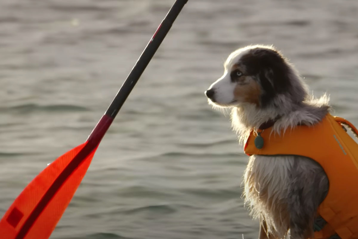 doggie on a paddleboard