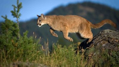 Utah Legislature Passes Bill for Year-Round Cougar Hunting