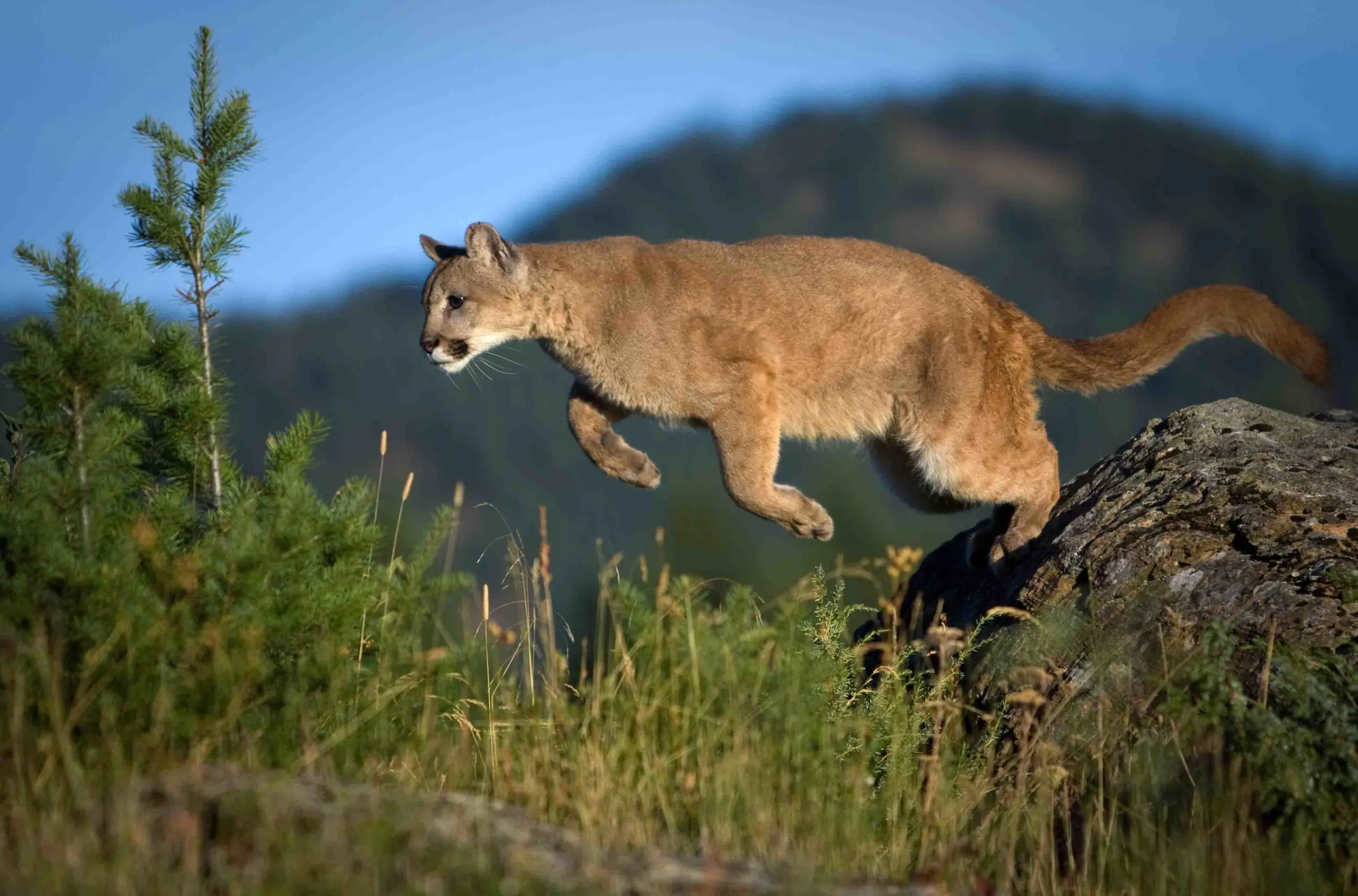 Utah Legislature Passes Bill for Year-Round Cougar Hunting