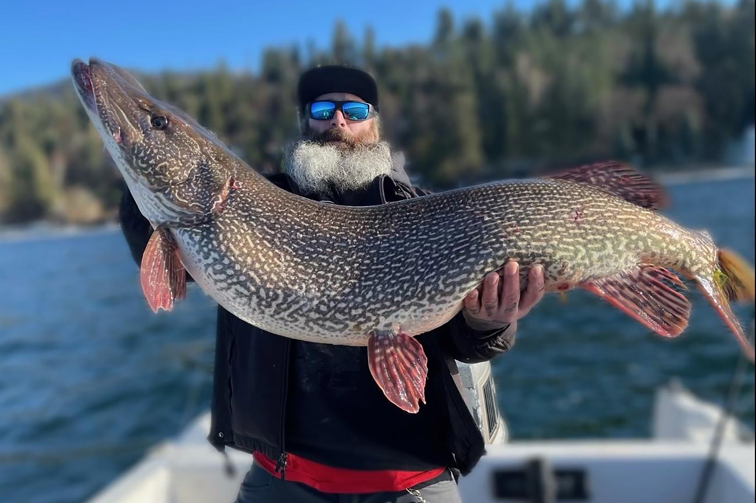 a bearded man holds a gigantic northern pike