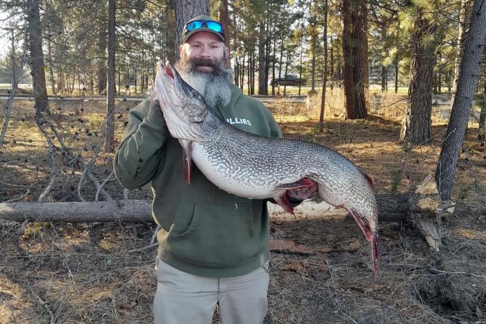 a bearded man holds a huge northern pike