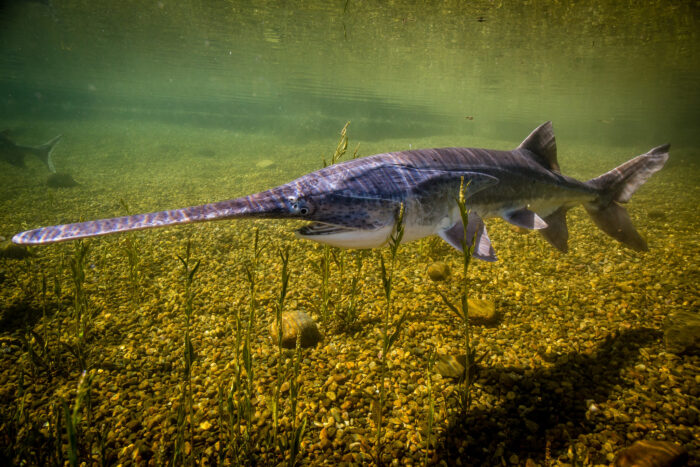 a paddlefish swimming in fresh water