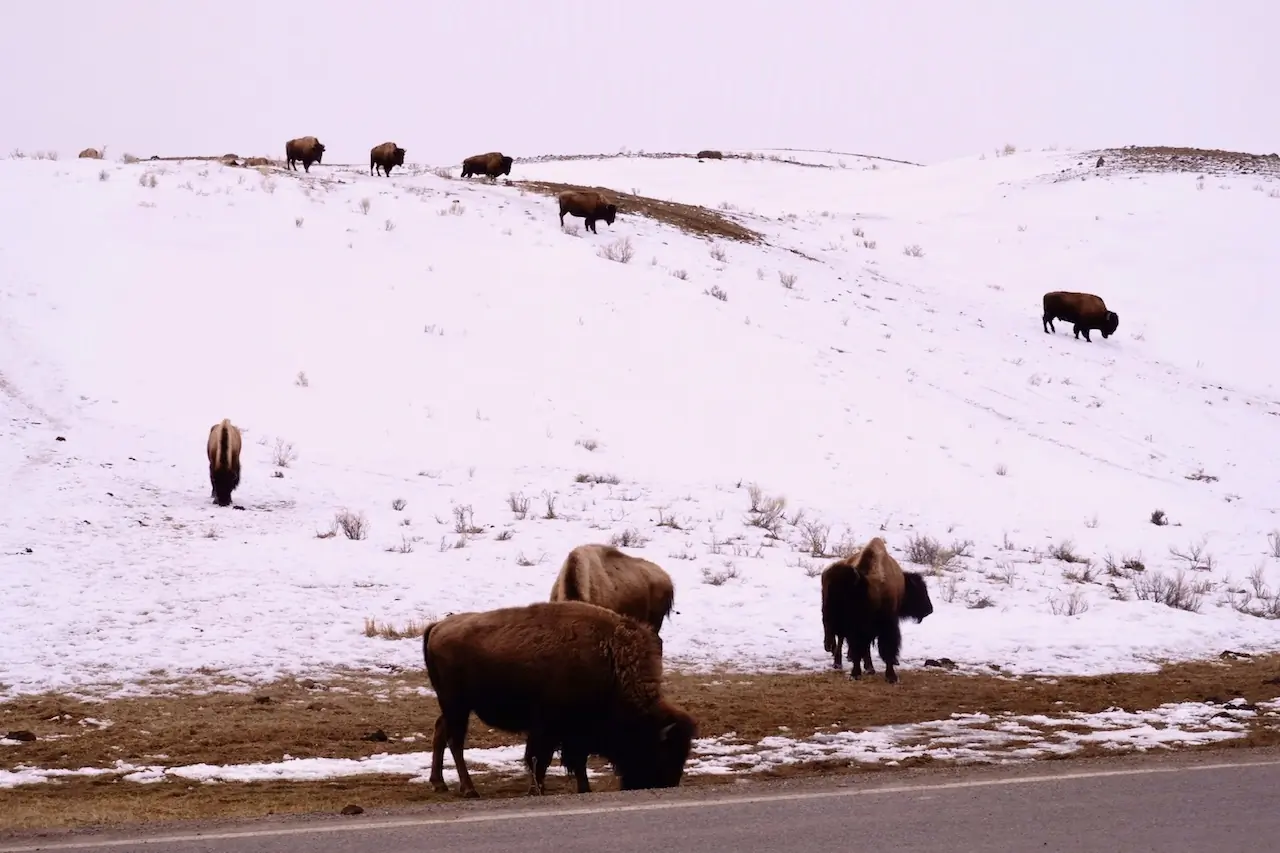 Find hiking trails without the crowds in Yellowstone; (photo/Ariel Frager)
