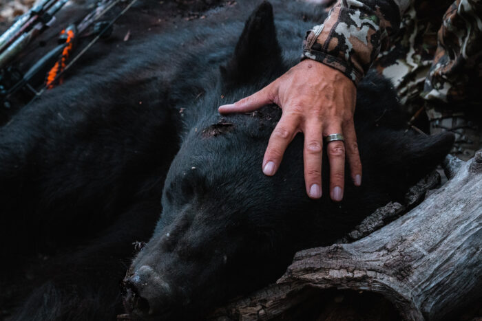 Black Bear Hunting