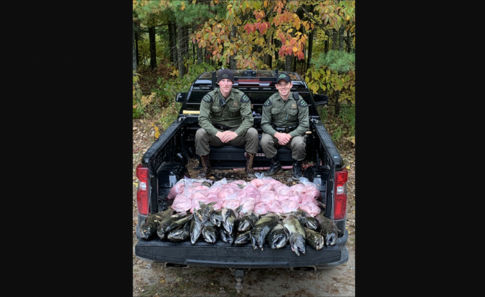 michigan wildlife officials with confiscated salmon in the back of a pickup truck