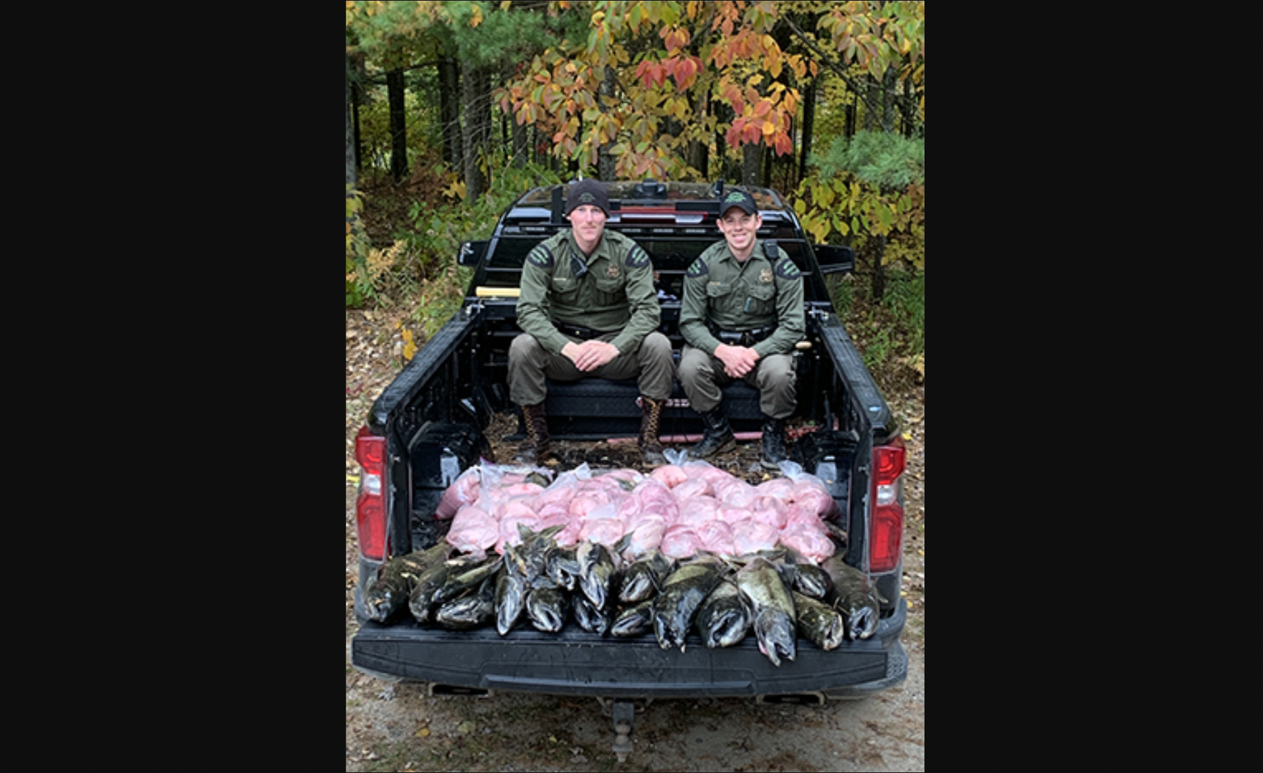michigan wildlife officials with confiscated salmon in the back of a pickup truck