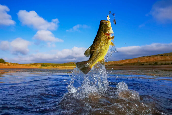 a bass jumps out of a lake after a lure