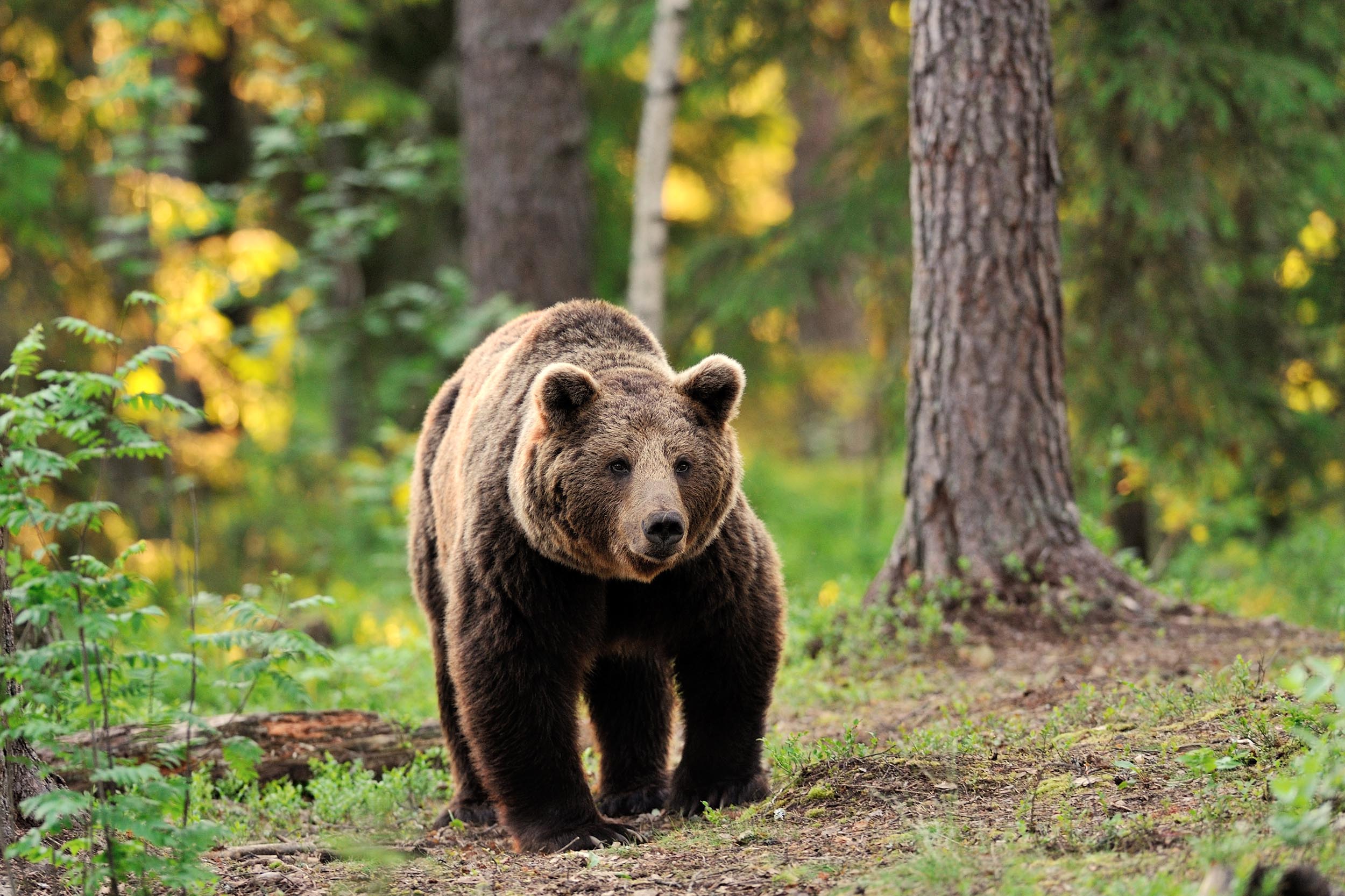 a european brown bear walks in the forest
