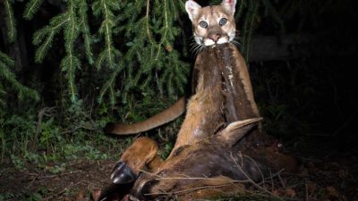 Yellowstone Study Finds Cougar Kill Sites Actually Foster New Life