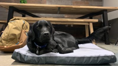 6-Month Puppy Test: HEST Packable Dog Bed Won’t Back Down