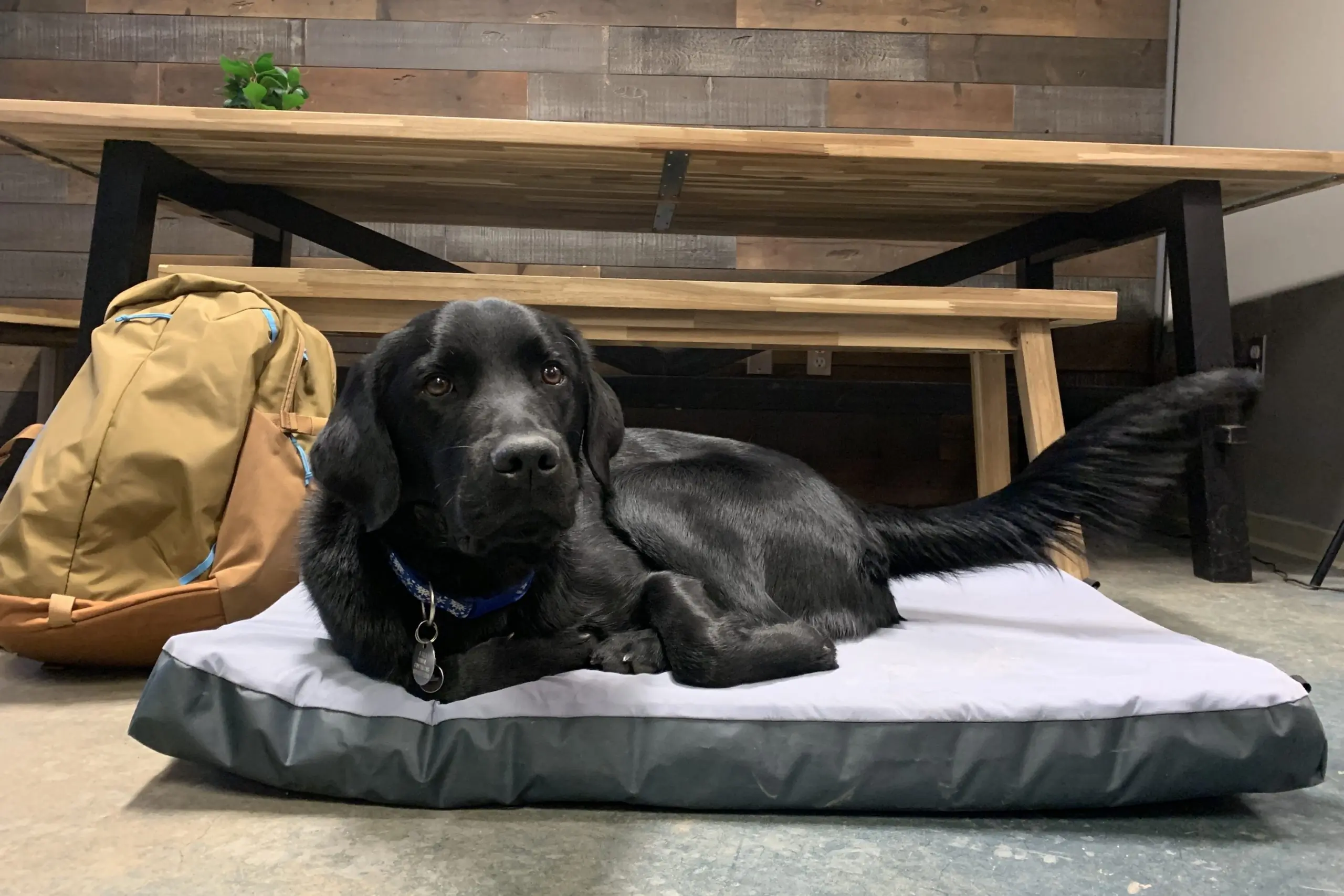 6-Month Puppy Test: HEST Packable Dog Bed Won’t Back Down