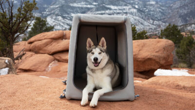 Doggo Bouncy House Looks Cozy, but Will Spot Just Eat It?