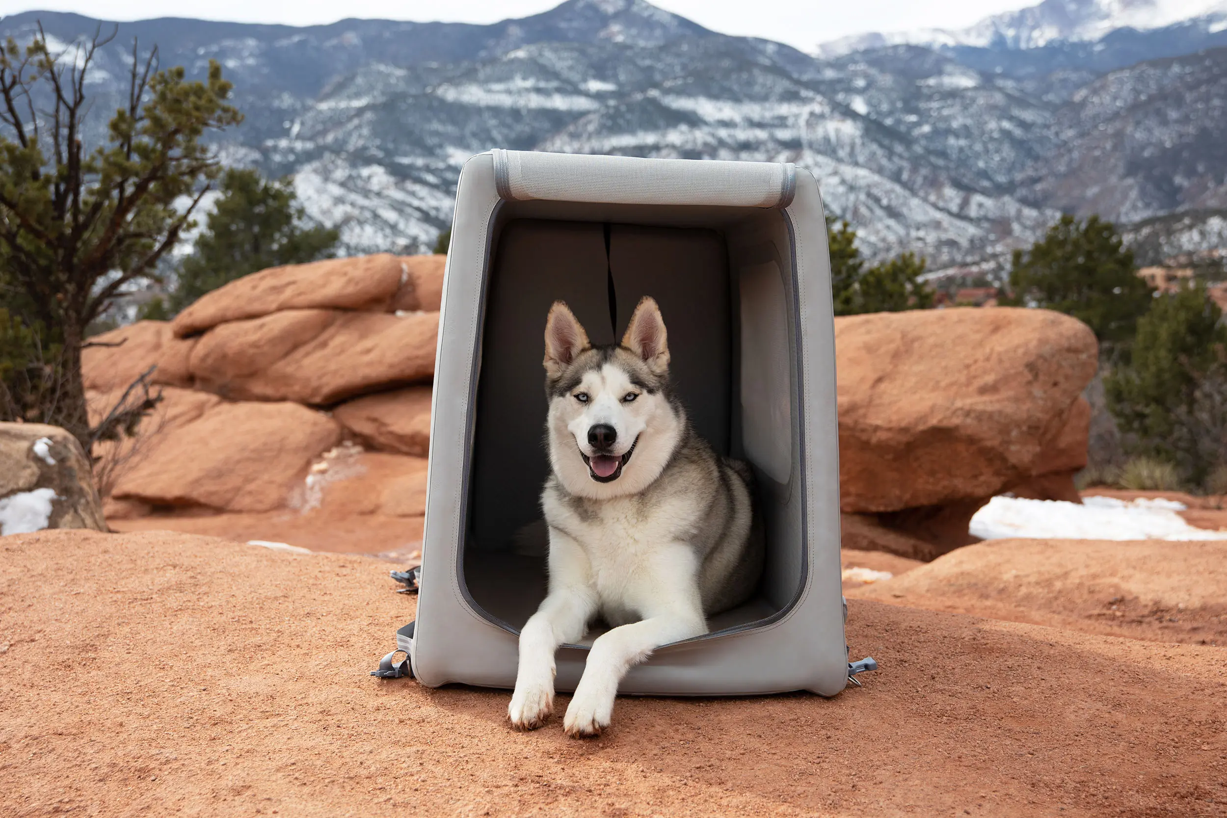 Doggo Bouncy House Looks Cozy, but Will Spot Just Eat It?