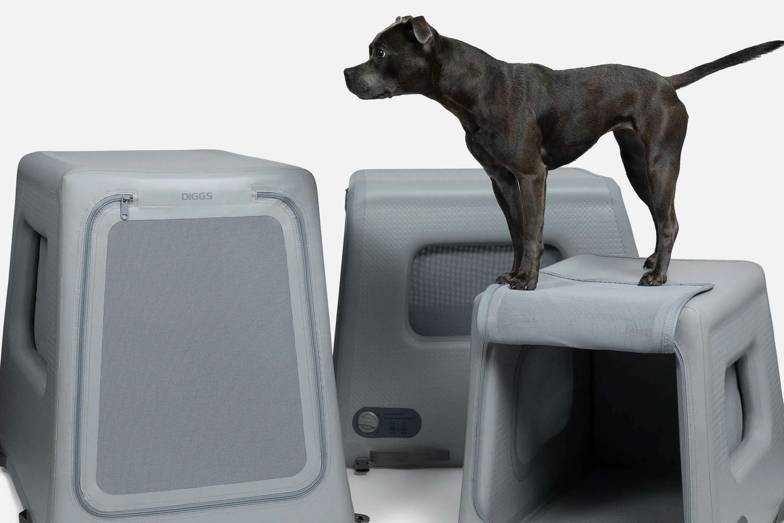 a small dog stands atop an inflatable kennel 