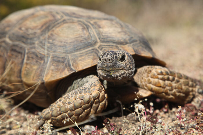 a desert tortoise