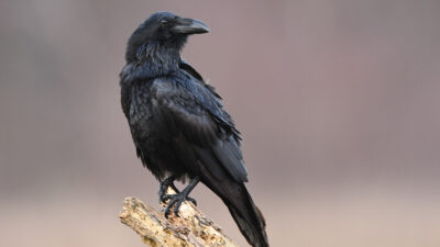 Birth Control and Lasers: A Utah County Squares Off Against Its Ravens