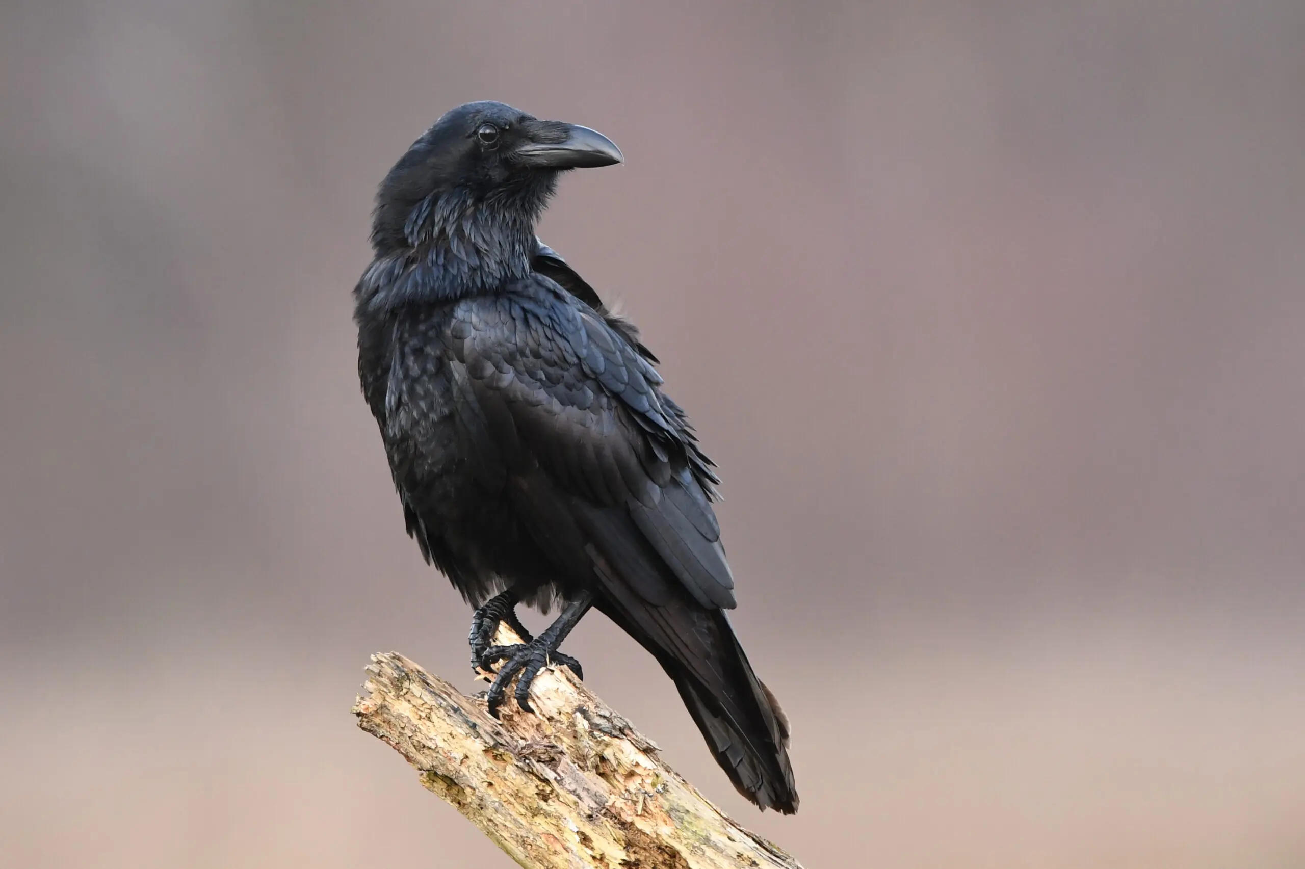 Birth Control and Lasers: A Utah County Squares Off Against Its Ravens