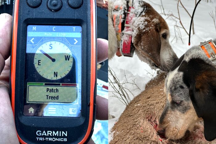 Garmin Alpha 100 and TT 15 Collars