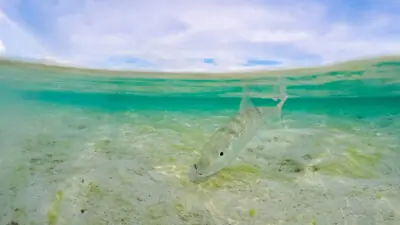 Gearing Up to Bonefish the Bahamas