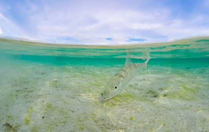 Bonefish