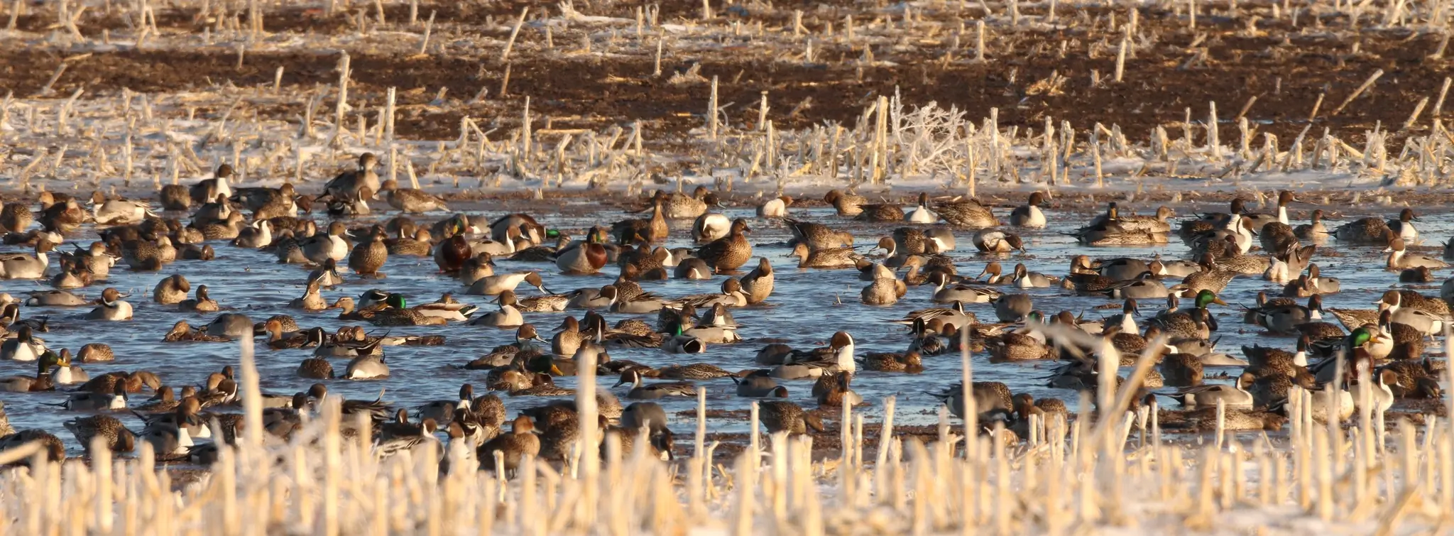 ducks and geese in a wetland