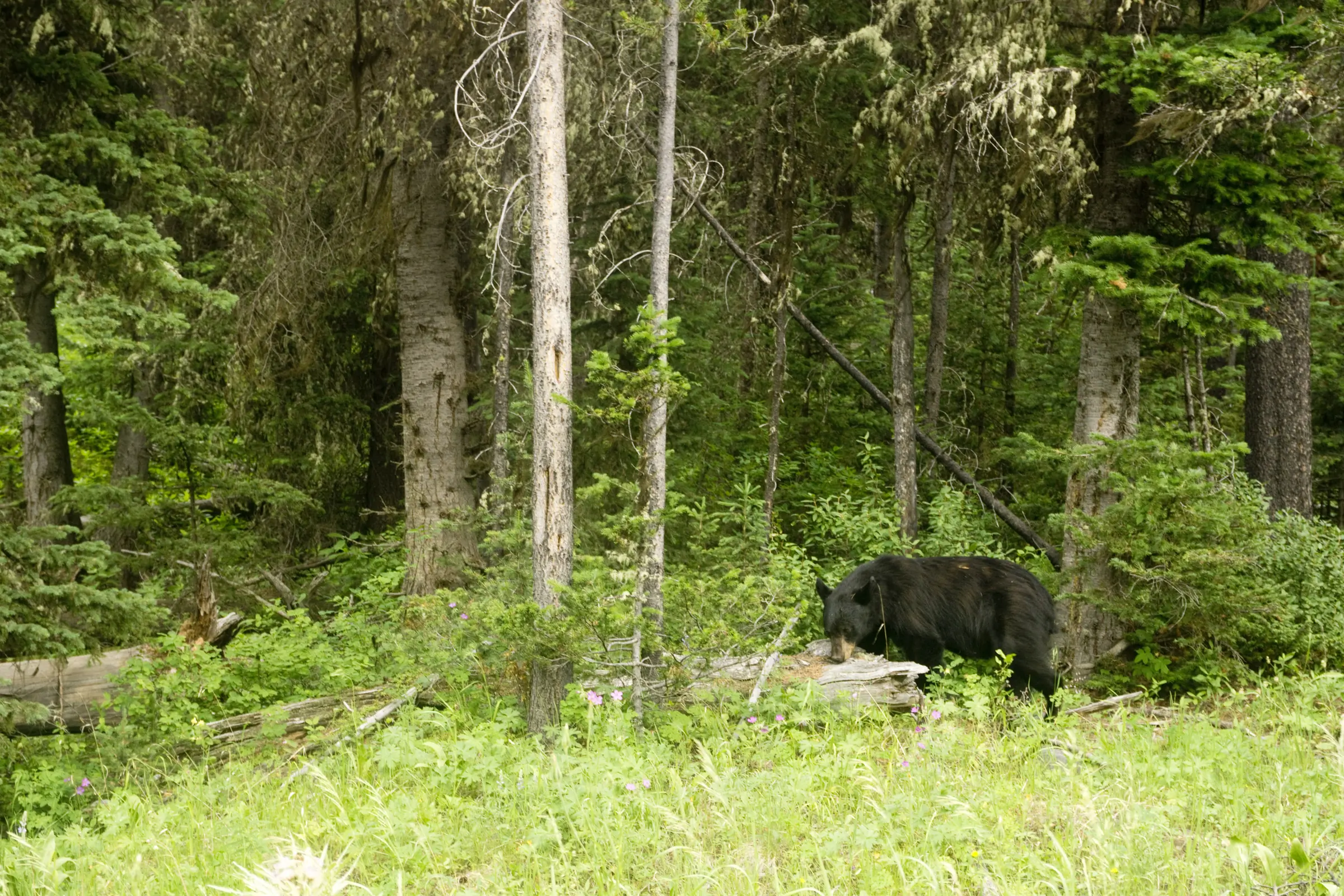 Black Bear in Yellowstone