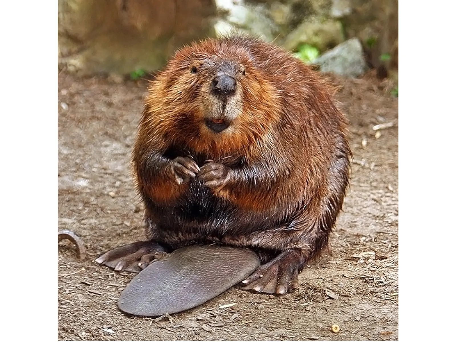 a beaver on land