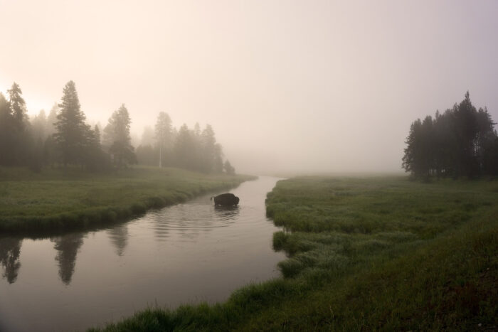 Bison Crossing the River