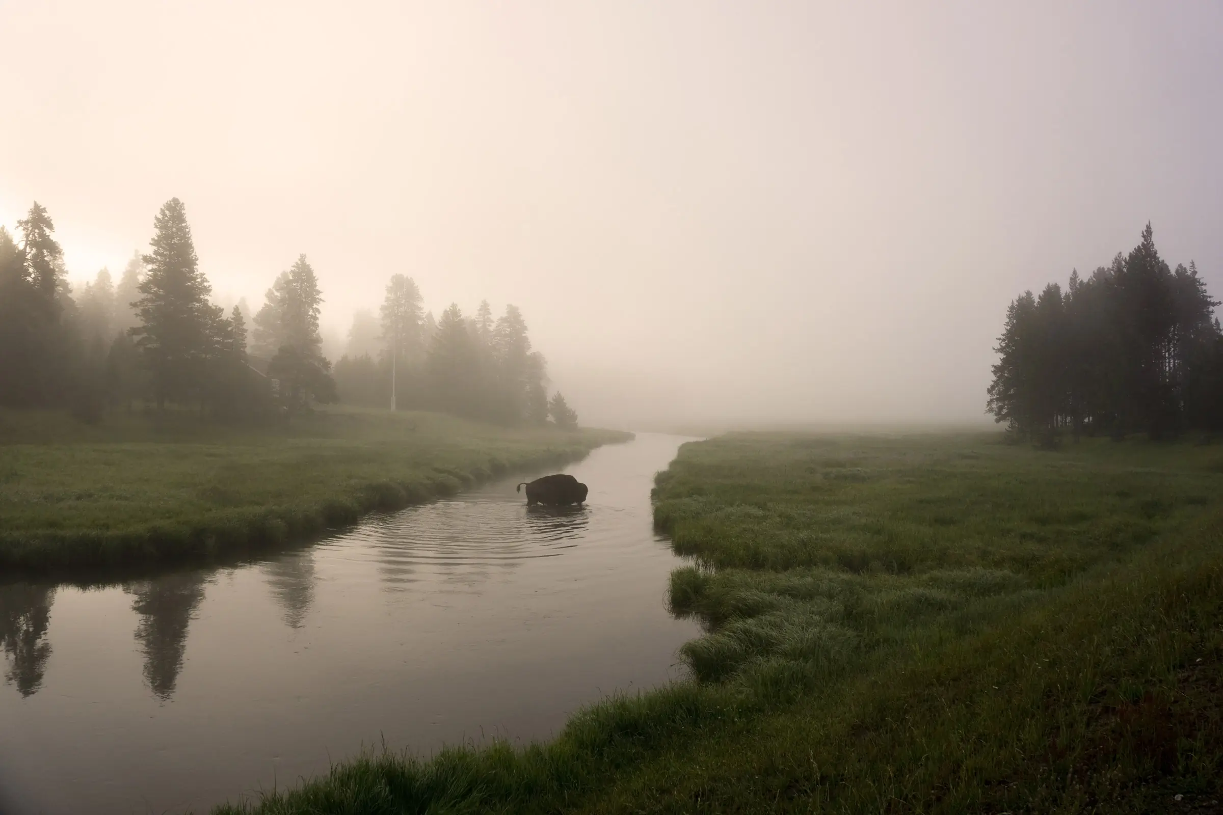Bison Crossing the River
