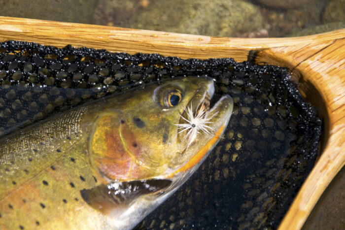 Using barbless hooks in Yellowstone 