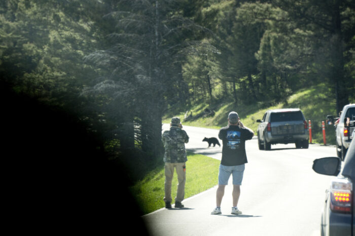 Tourists in Yellowstone Not Observing Rule