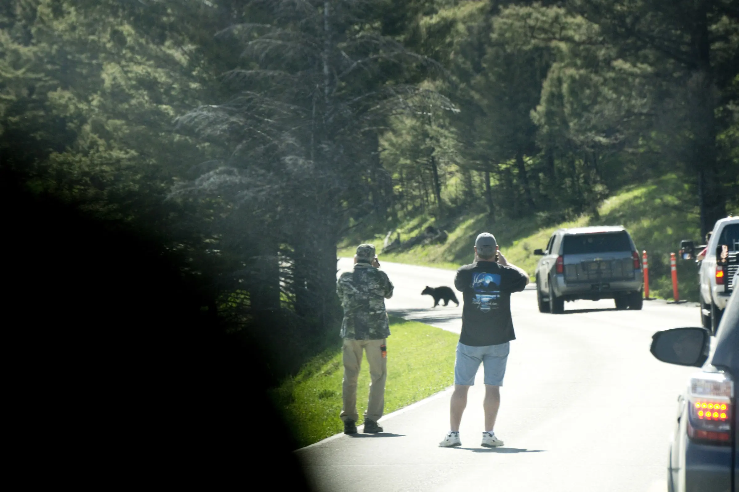 Tourists in Yellowstone Not Observing Rule