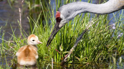 Supreme Court Weakens Clean Water Act, Stripping Wetland Protections