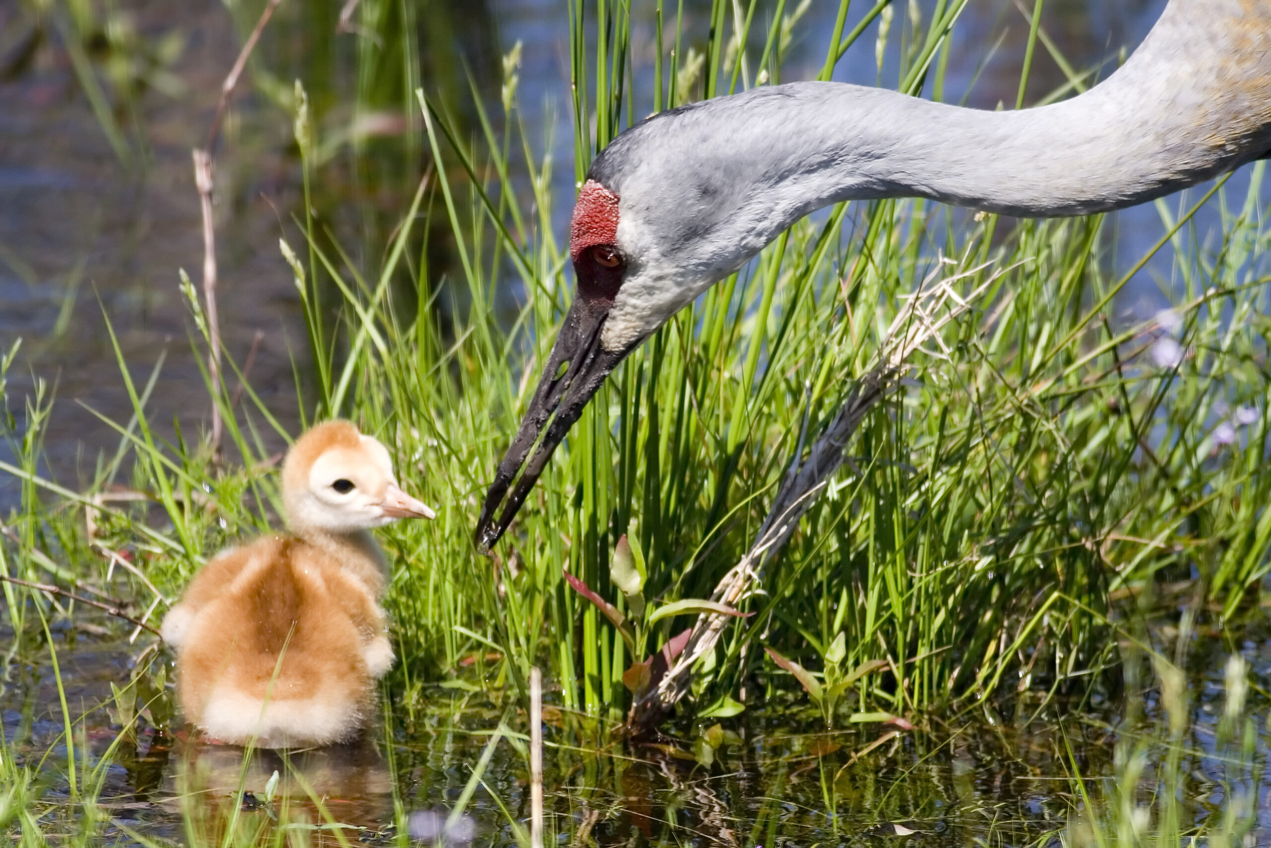 a sandhill crane and its chick in a wetland habitat