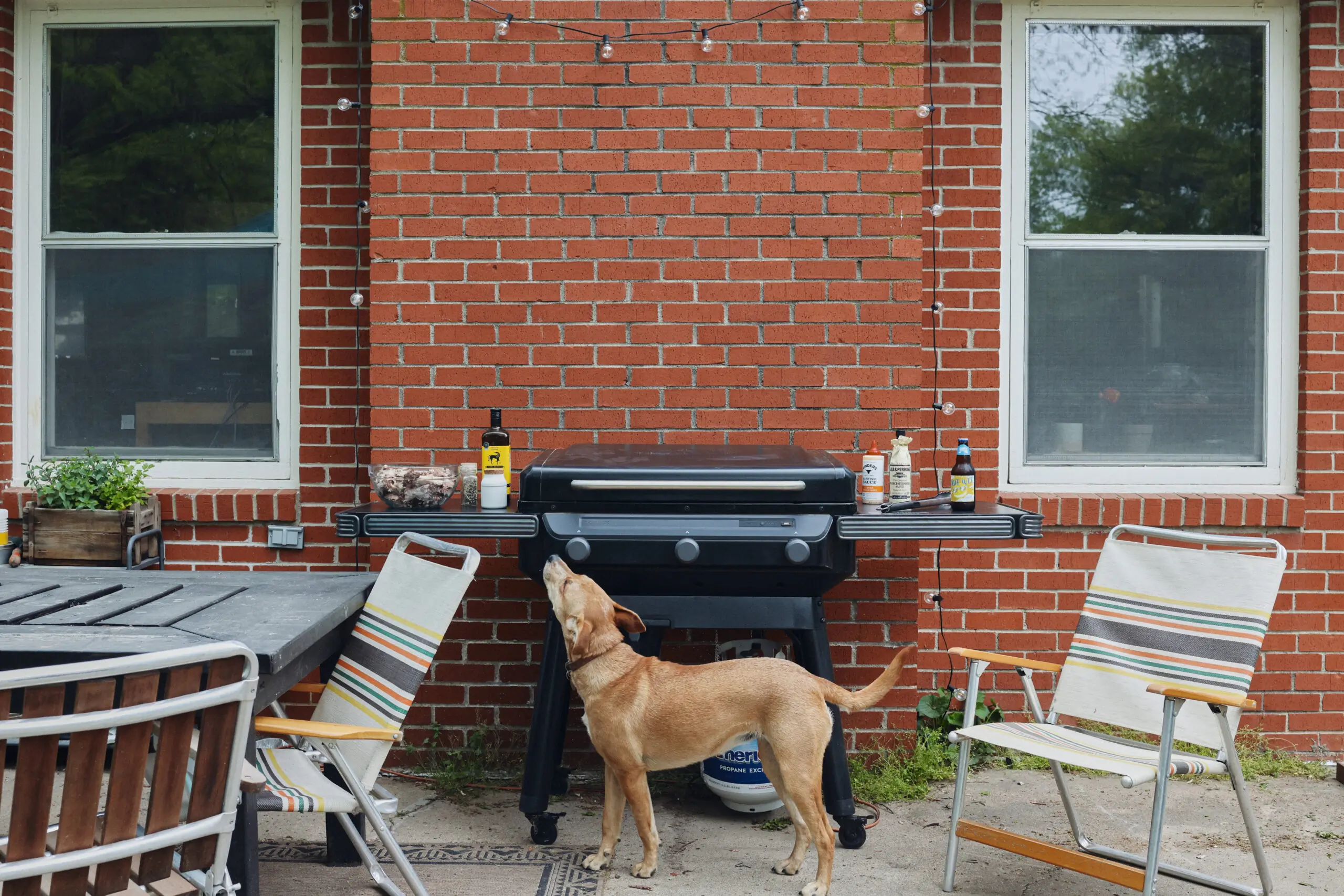 traeger flatrock propane grill in backyard with dog