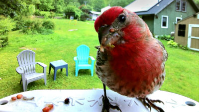 Better Birdwatching Through AI: ‘Bird Buddy’ Smart Bird Feeder Review