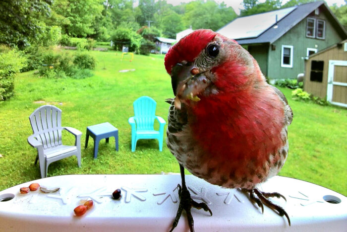 Bird Buddy - House Finch, Male