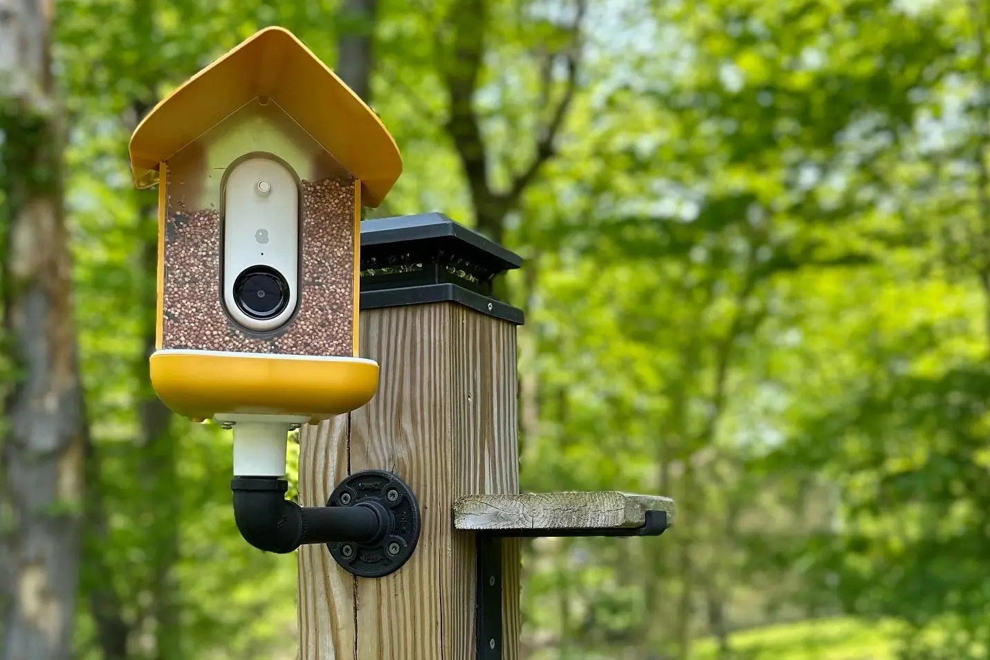 Bird Buddy Smart Feeder - Testing