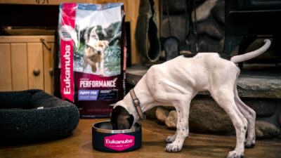 Free Gear Friday: 1-Year Supply of Eukanuba Dog Food and More